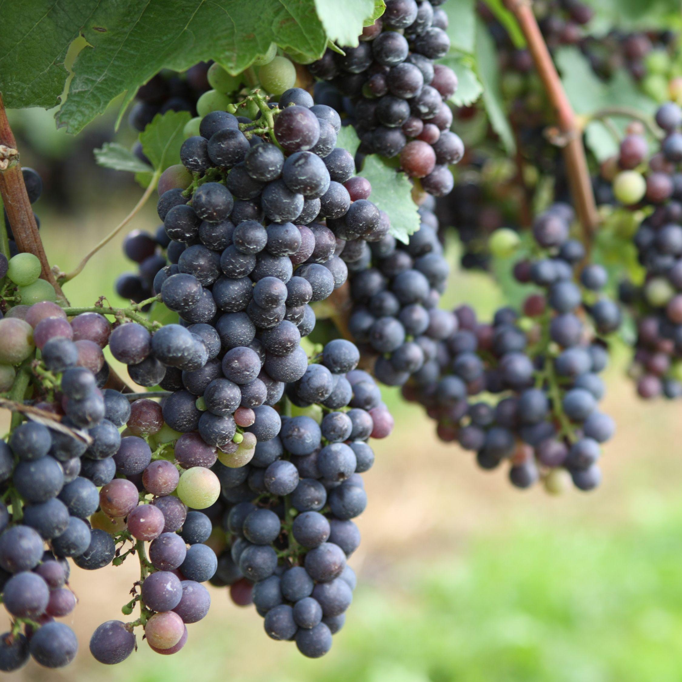 Thumbnail - Plant in a Box, Pflanzen, Vitis vinifera 'Cabernet franc' - 3er Set Traubenpflanzen (25 cm)