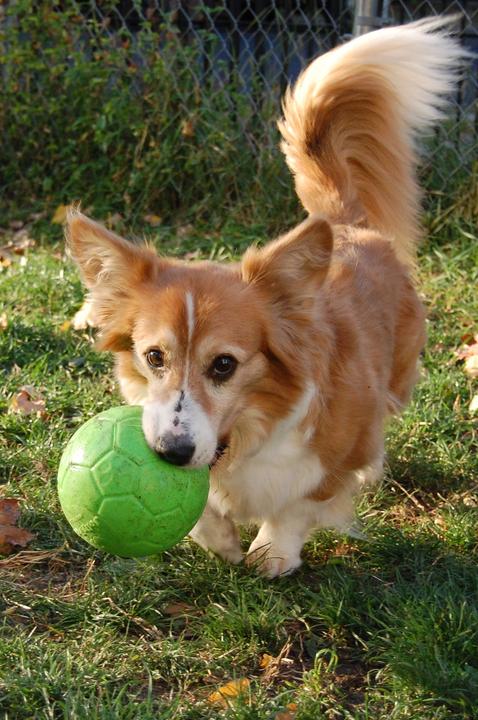 Actual product image Jolly Pets Soccer Ball 15cm Appel Green - (JOLL036D) (Ball toy dog)