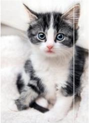 Immagine prodotto Rnk Editore Valigetta da disegno DIN A3 Cavalli (A3, 1x)