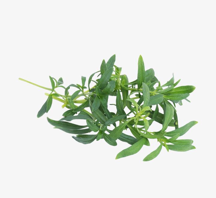 Produktbild Véritable Winter-Bohnenkraut BIO (Kräutersamen)