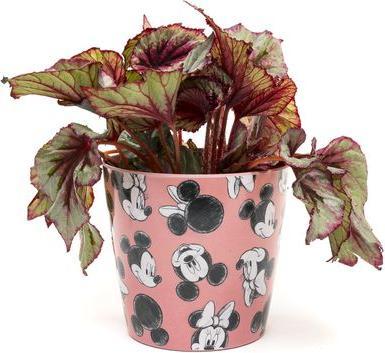 Image du produit Jardinopia Pot de fleurs Eco Pots Micky, rose, lot de 3 (14 cm)