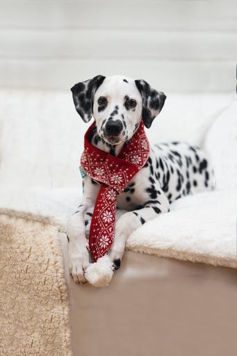 Image du produit Beeztees Peluche de Noël (Bandana pour chien)