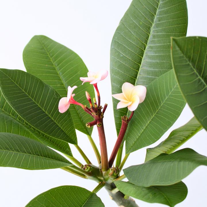 Immagine prodotto Plant in a Box Plumeria Frangipani - Pianta delle Hawaii (55 cm)