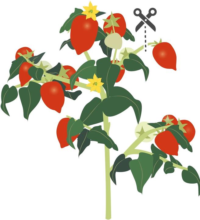 Actual product image Véritable Bio-Kirschtomaten (Vegetable seeds)