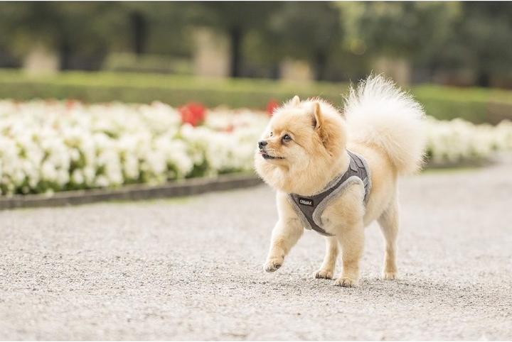 Image du produit Chiara Soft (Manteau pour chien)