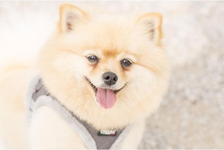 Image du produit Chiara Soft (Manteau pour chien)
