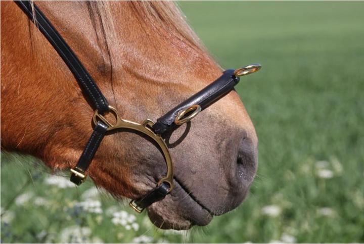 Immagine prodotto Karlslund Cavezzone con bar