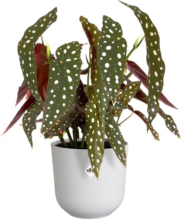 Produktbild Elho Jazz Rund (19 cm)