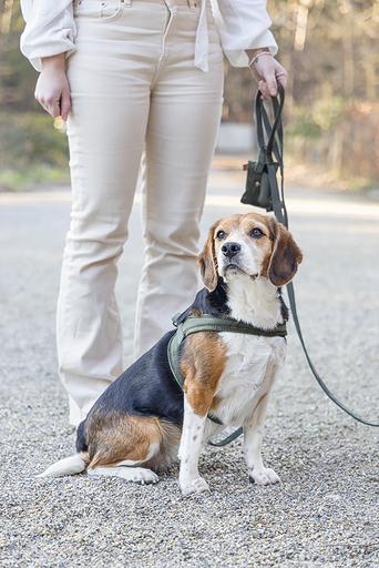 Productafbeelding Designed by Lotte Hondentuig Velura (XXS, XS, S, M, L, Hond, Loop)