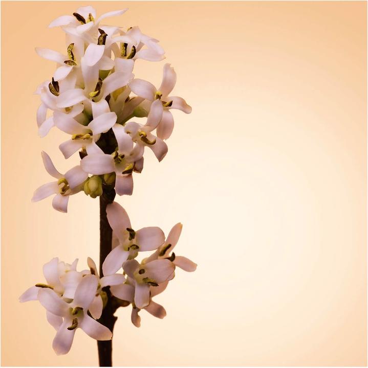 Actual product image BOSS The Scent - Pure Accord For Her (Eau de toilette, 30 ml)