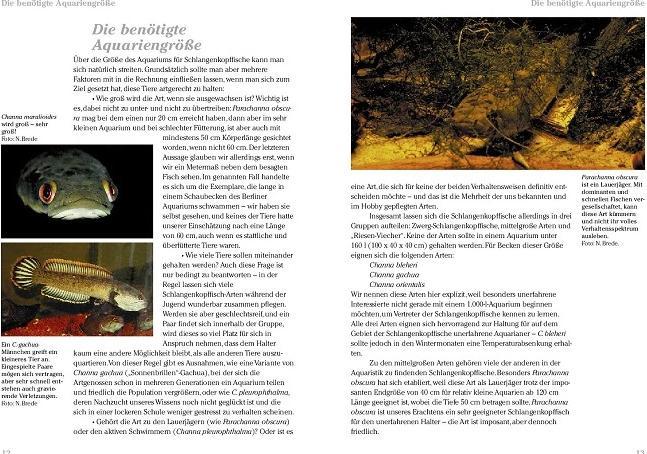 Produktbild Schlangenkopffische (Deutsch, Nora Brede, Pascal Antler, 2022)