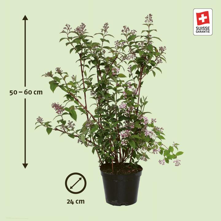 Produktbild Zulauf Rosen-Deutzie / Deutzia hybrida 'Mont Rose' (60 cm)