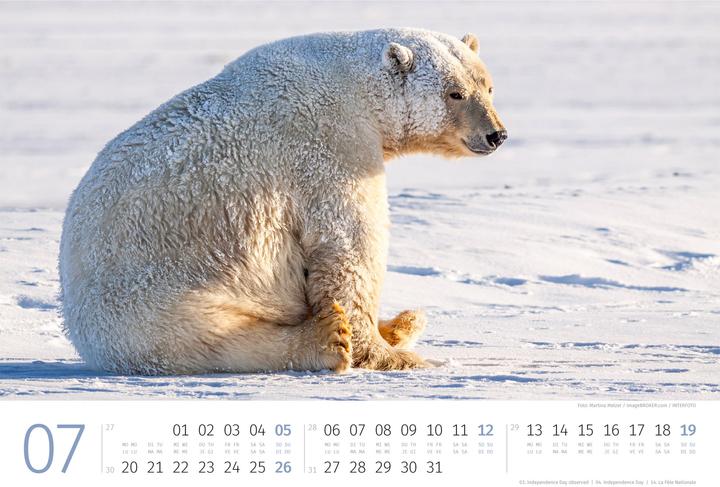 Produktbild Eisbären Kalender 2026 (45 x 33 cm, Harter Einband, Englisch, Italienisch, Französisch, Deutsch)
