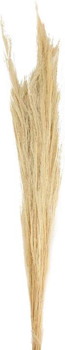 Image du produit Dijk Genêt à balai (Fleurs séchées)