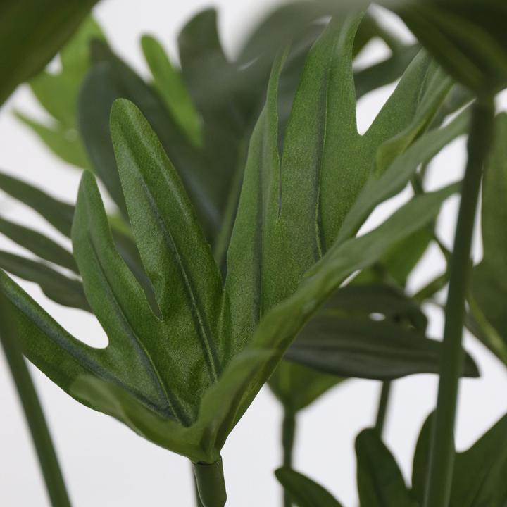 Immagine prodotto Plant in a Box Philodendron - (65 cm)