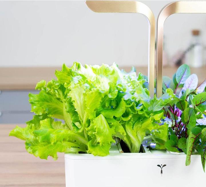 Produktbild Véritable Lingot Eichblattsalat BIO (Gemüsesamen)