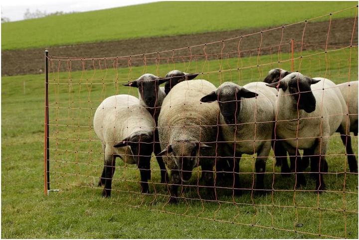 Produktbild AKO Unterstützungspfahl für Weidenetz