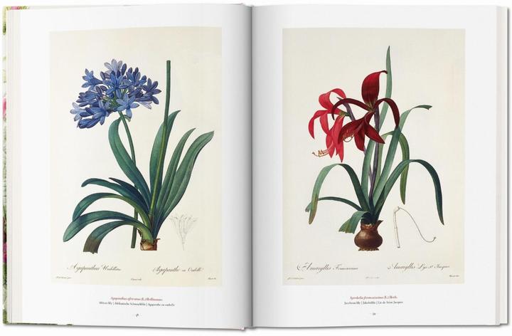 Produktbild Redouté. The Book of Flowers (Deutsch, H. Walter Lack, 2017)