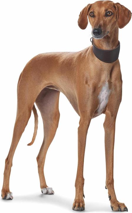 Image du produit Hunter Collier pour lévriers Super Soft en cuir véritable (Chien, Sport canin)