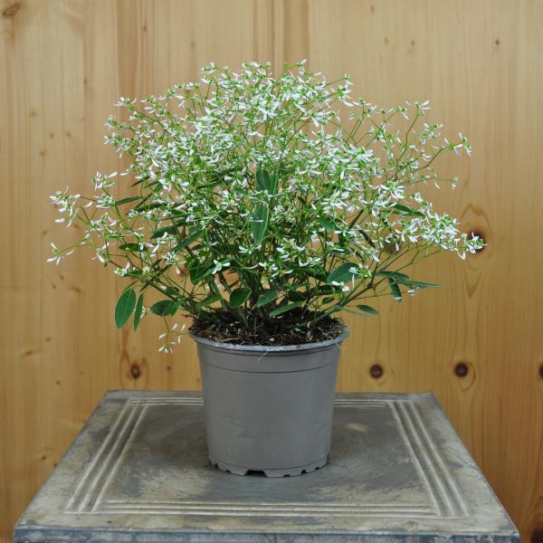 Immagine prodotto Säntispracht Set di 4, Neve magica - Euphorbia in offerta Diamond Frost (35 cm)