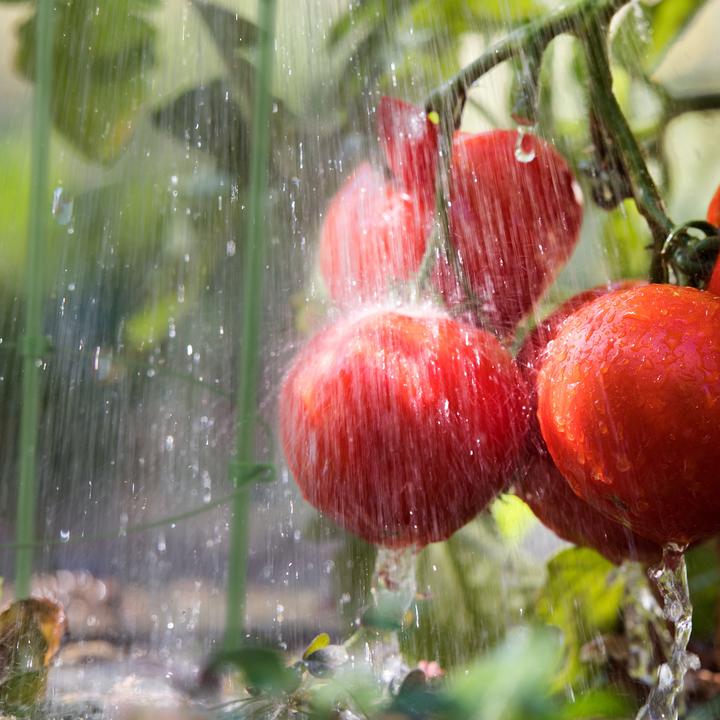 Produktbild Relaxdays Rankhilfe Tomaten (28 cm, 28 cm)