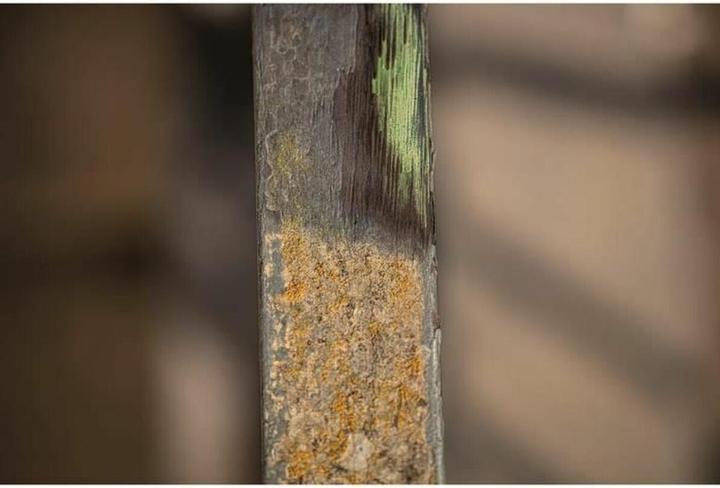 Image du produit Scheppach Brosse métallique