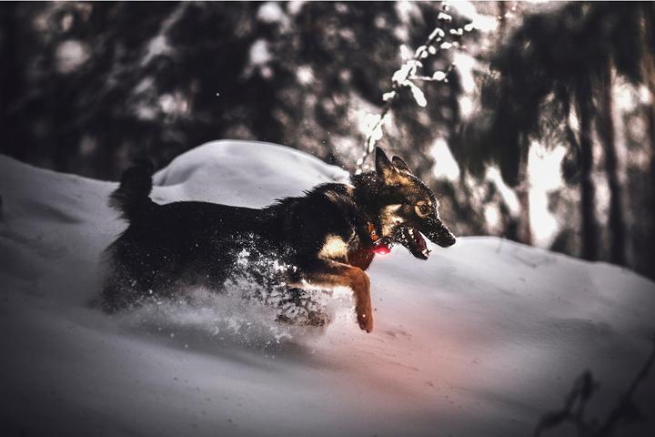 Image du produit Orbiloc Feu de sécurité double pour chien (Taille unique, Chien, Sport canin)
