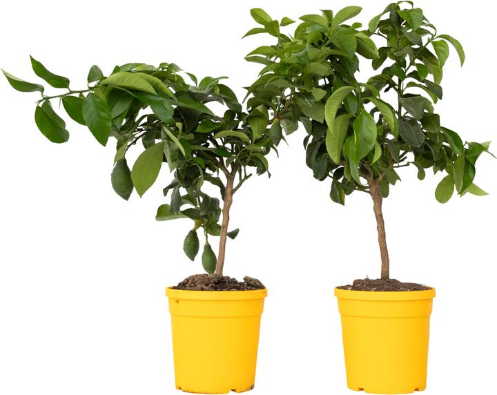 Plant in a Box Citrus Limon - 2er Set Zitrone - kaufen bei Galaxus - Galaxus