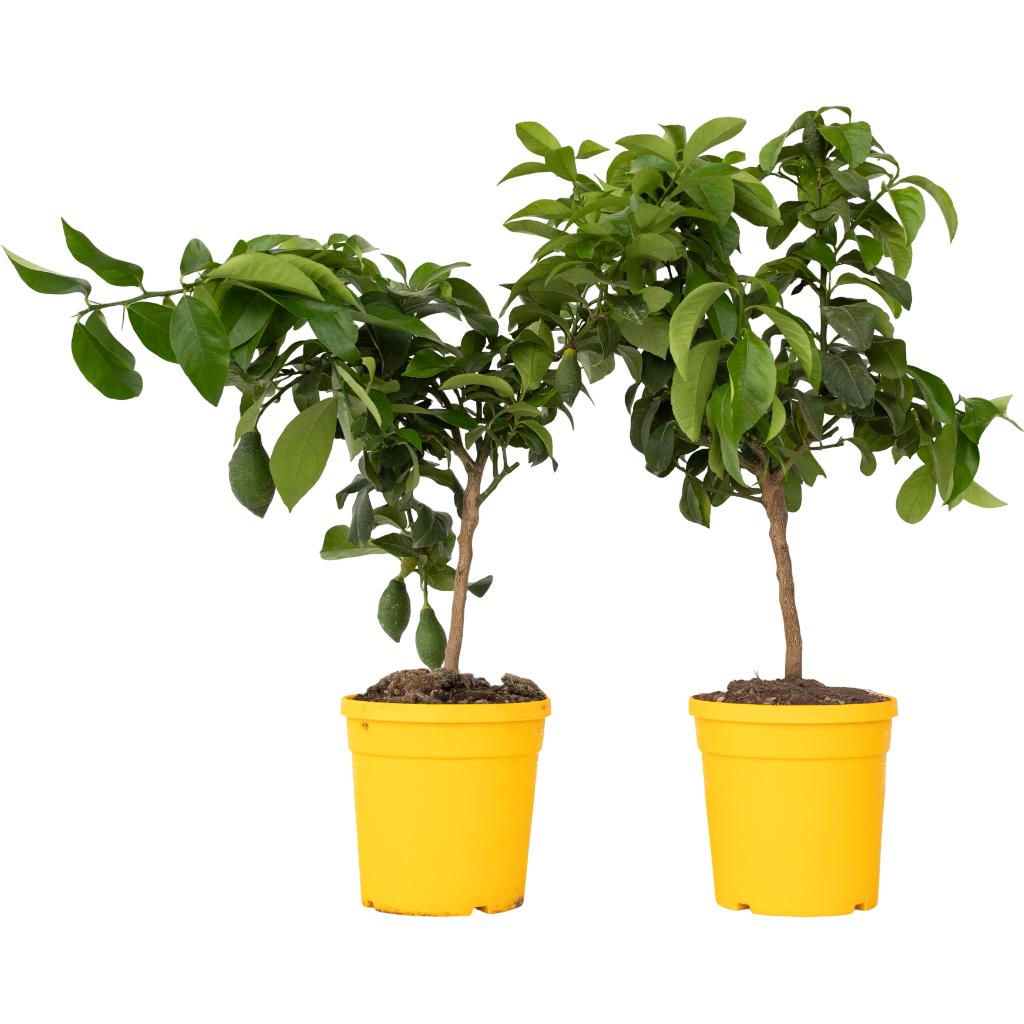 Plant in a Box, Pflanzen, Citrus Limon - 2er Set Zitrone (60 cm)