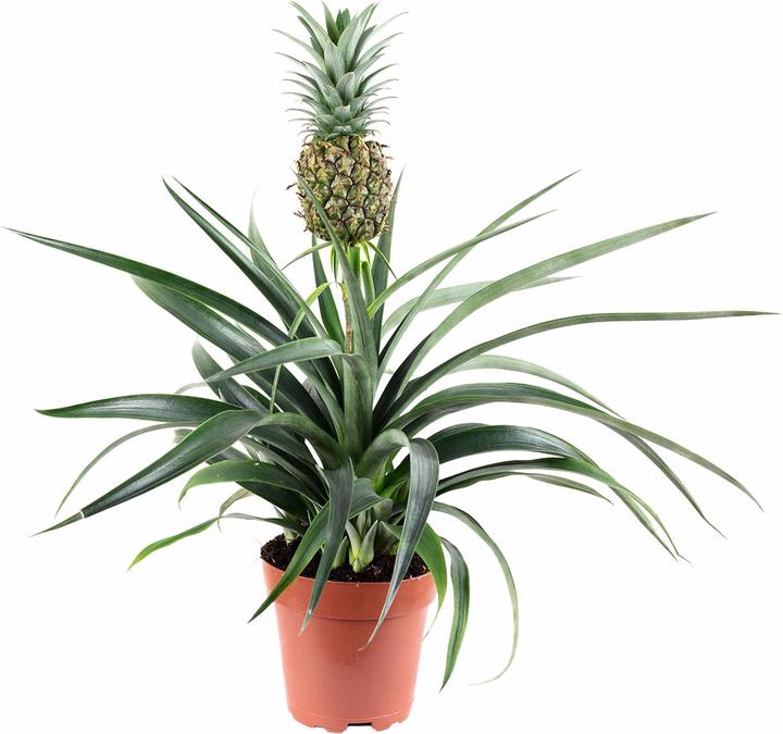 Flowerbox Pineapple (with fruit) - height ca. 45 cm, pot-Ø 12 cm - Pineapple Corona (45 cm)