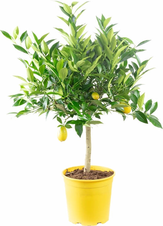 Actual product image Flowerbox Lemon tree - height ca. 60 cm, pot-Ø 19 cm - Citrus Limon (40 cm)