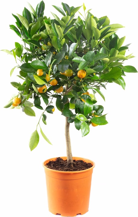 Actual product image Flowerbox Orange tree - Citrofortunella microcarpa (55 cm)
