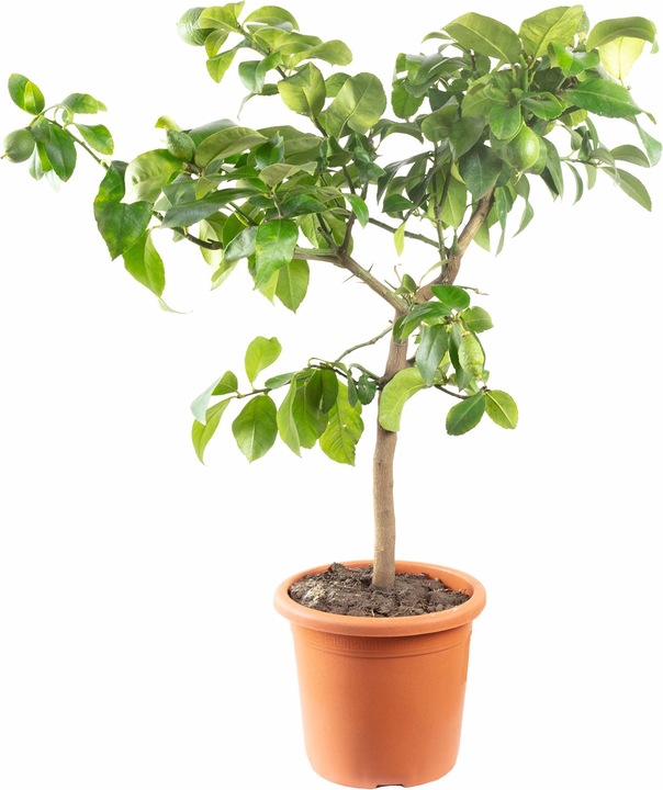 Actual product image Flowerbox Lemon tree 'Meyer' - height ca. 90 cm, pot-Ø 22 cm - Citrus x meyeri (70 cm)