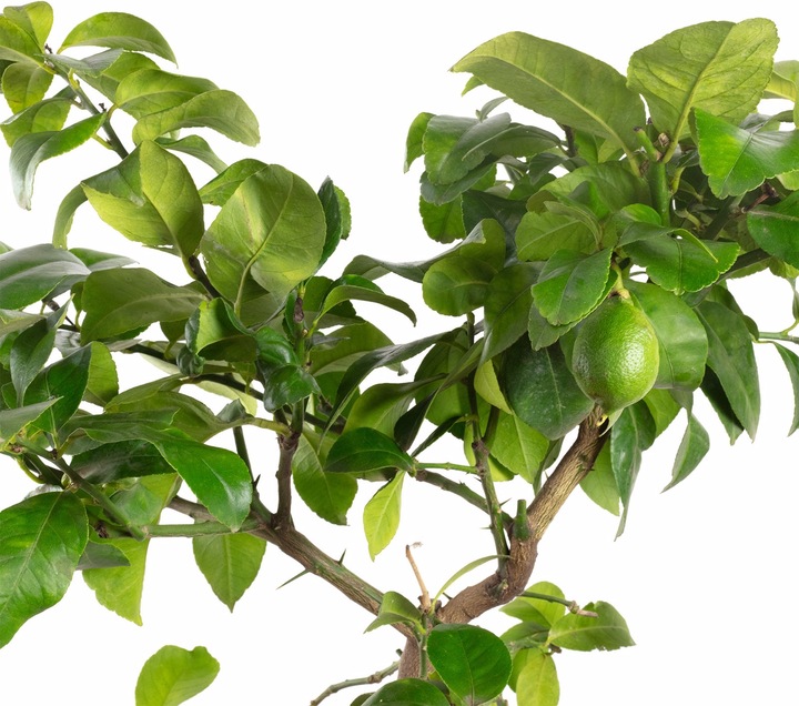 Actual product image Flowerbox Lemon tree 'Meyer' - height ca. 90 cm, pot-Ø 22 cm - Citrus x meyeri (70 cm)