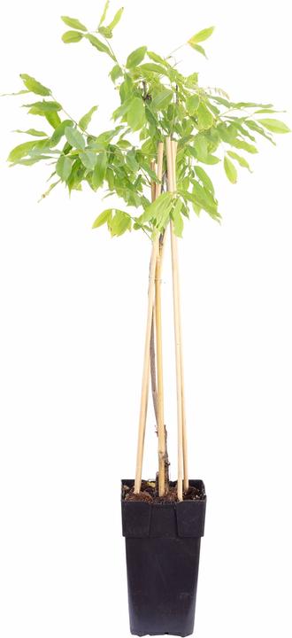 Actual product image Flowerbox Chinesischer Blauregen - Wisteria Sinensis 'Prolific' (50 cm)