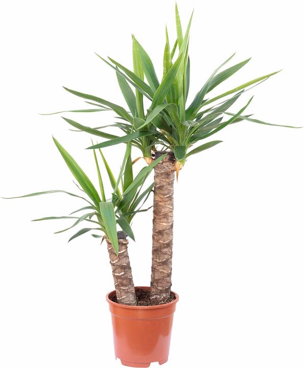 Image du produit Flowerbox Palmier - Yucca Elephantipes Palmier (80 cm)