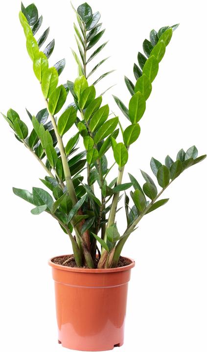 Image du produit Flowerbox Plume porte-bonheur - Zamioculcas zamiifolia (90 cm)