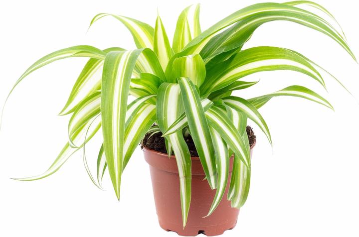 Produktbild Flowerbox Grünlilie - Chlorophytum Comosum Variegata (15 cm)