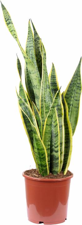 Produktbild Flowerbox Bogenhanf - Sansevieria trifasciata Laurentii (65 cm)