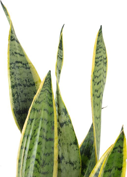 Produktbild Flowerbox Bogenhanf - Sansevieria trifasciata Laurentii (65 cm)