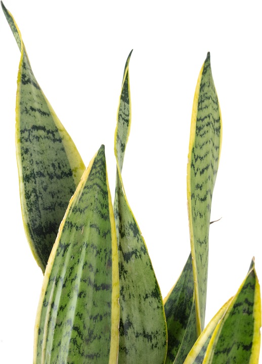 Actual product image Flowerbox Striped snake plant - height ca. 65 cm, pot-Ø 17 cm - Sansevieria trifasciata Laurentii (65 cm)