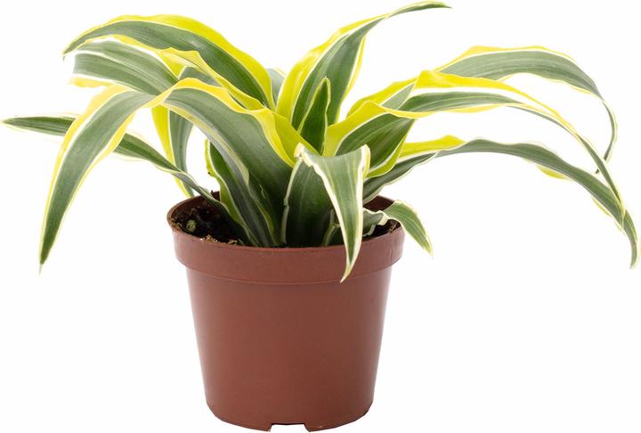 Flowerbox Drachenbaum Lemon Surprise - Dracaena Deremensis Fragrans Lemon  Surprise
