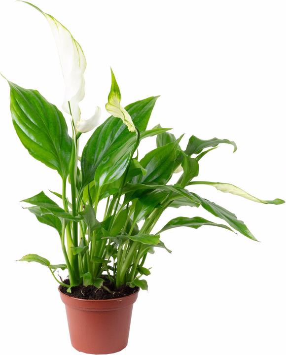 Actual product image Flowerbox Peace lily white - height ca. 15 cm, pot-Ø 6 cm - Spathiphyllum Yess (15 cm)