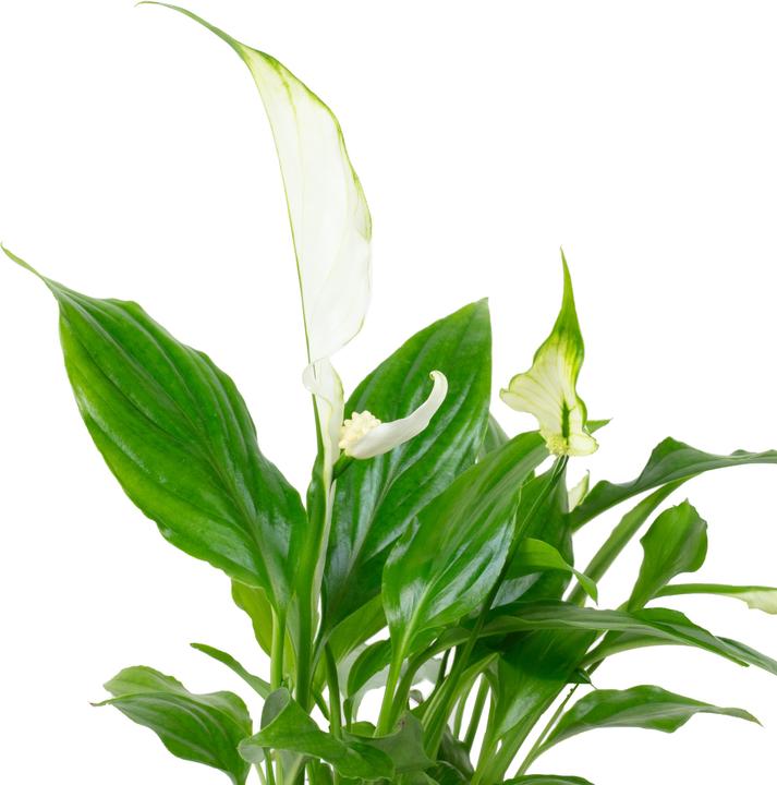 Actual product image Flowerbox Peace lily white - height ca. 15 cm, pot-Ø 6 cm - Spathiphyllum Yess (15 cm)