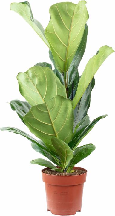 Produktbild Flowerbox Geigenfeige - Ficus Lyrata (65 cm)