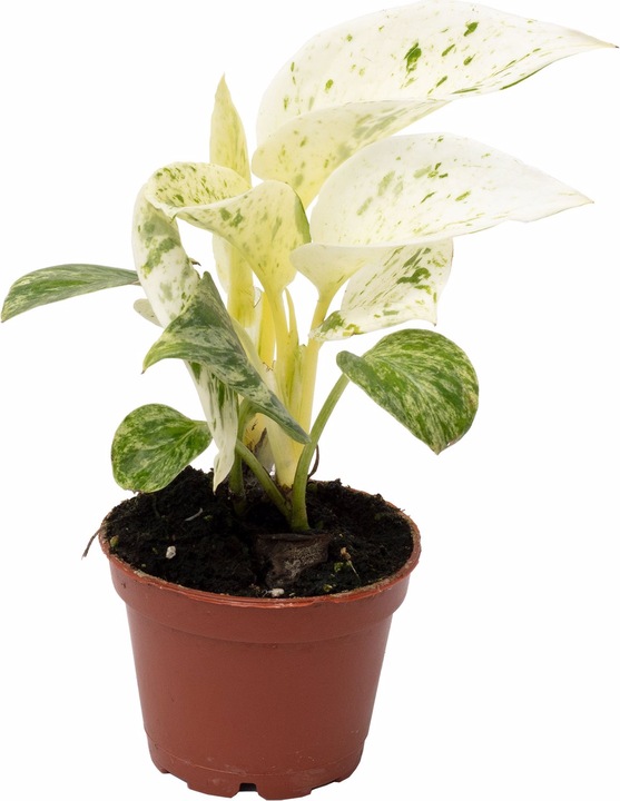 Produktbild Flowerbox Efeutute - Epipremnum Pinnatum 'Marble Queen' (15 cm)