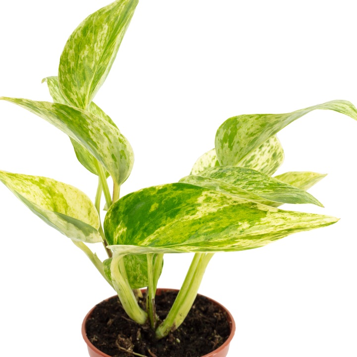 Produktbild Flowerbox Efeutute - Epipremnum Pinnatum 'Marble Queen' (15 cm)