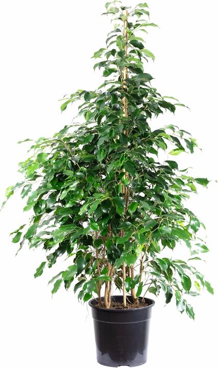 Produktbild Flowerbox Birkenfeige "Danielle" - Ficus benjamini (160 cm)