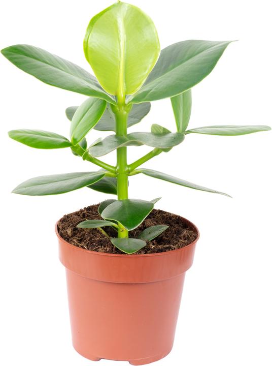 Produktbild Flowerbox Balsamapfel - Clusia rosea (25 cm)