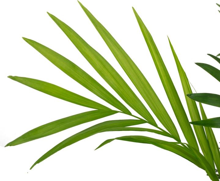 Immagine prodotto Flowerbox Palma di montagna - Chamaedorea elegans (70 cm)